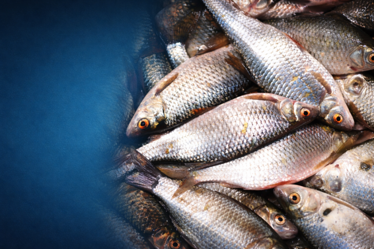 Leading Hatchery Applauded by Ministry & NARDC for Quality Fingerling Production