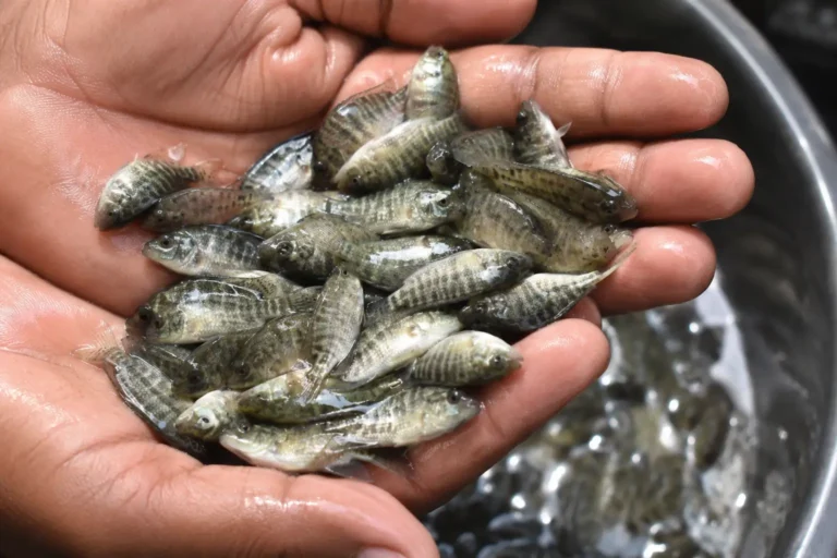 Where to Buy Fingerlings in Zambia – Best Fish Fingerling Suppliers for Successful Fish Farming