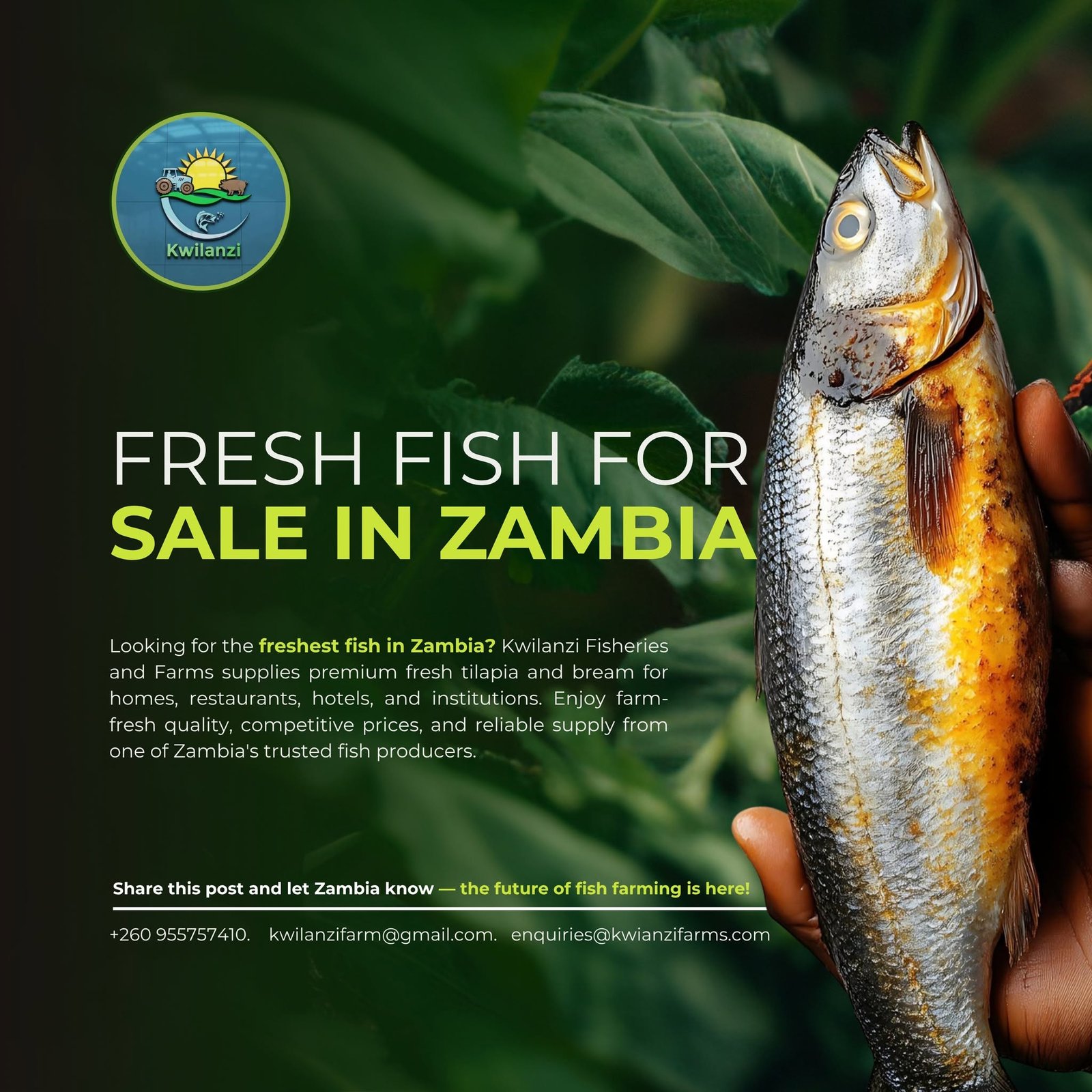 Fresh tilapia fish on ice at a fish farm in Zambia with fish cages on a lake, supplied by Kwilanzi Fisheries and Farms.